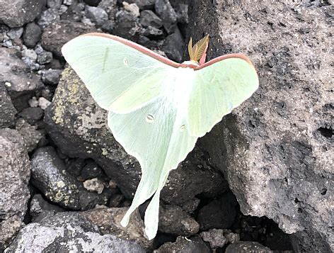 蛾 風水|蛾のスピリチュアルな意味とは？茶・白・黄色のカ。